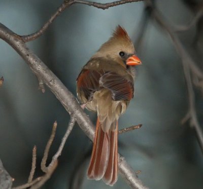 Cardinal (female)