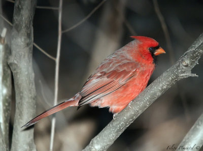 Cardinal