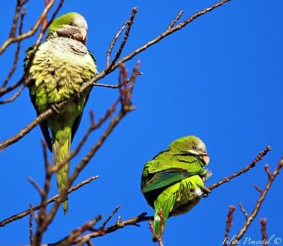 Monk Parrots