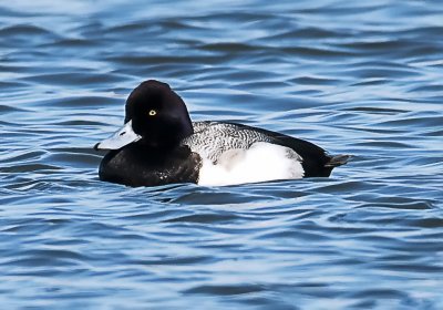 Greater Scaup