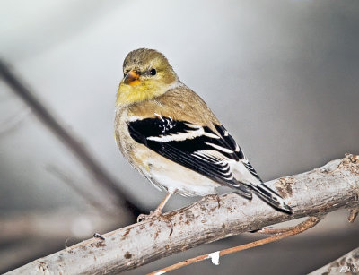 Goldfinch