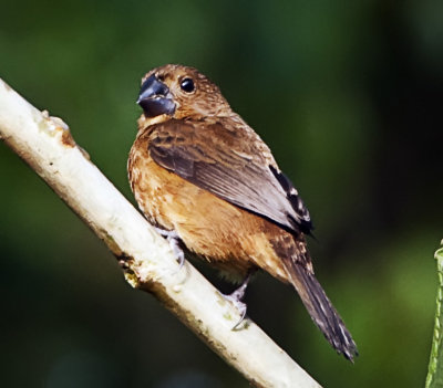  Thick-billed Seed Finch (female)