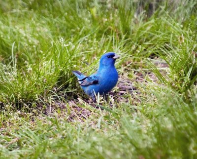 Indigo Bunting