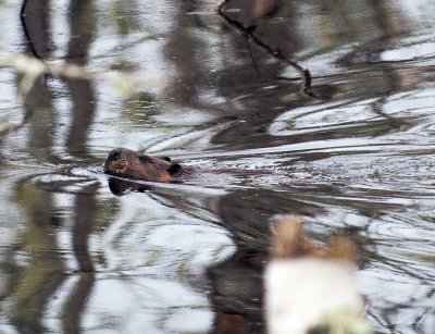 Beaver swiming in a pond