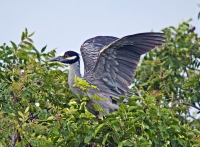 Yellow Crowned Night Heron