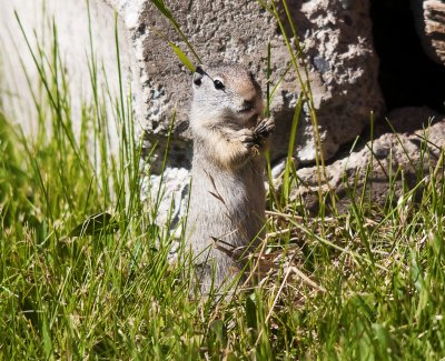 Wyoming Grand Squirrel