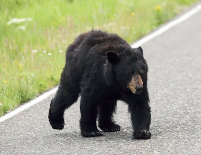 Black Bear (crossing the road)