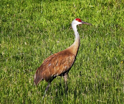 Sandhill Crane