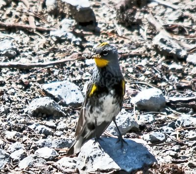 Audubon's Yellow-rumped Warblers