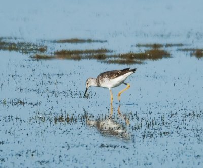 Yellow Legs