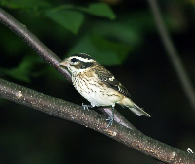 Rose-breasted Grosbeak