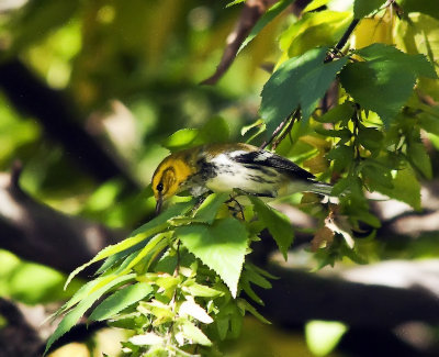 Black-Throated Green Warbler