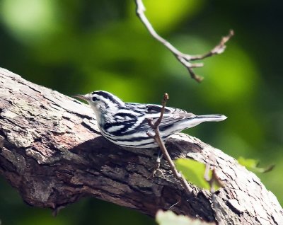 Black and White Warbler