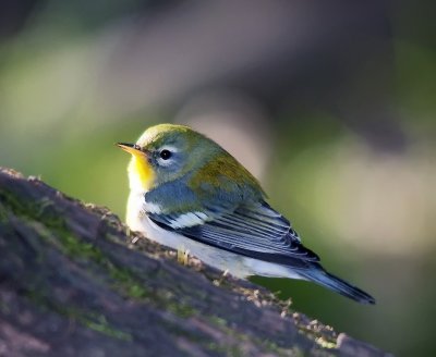 Northern Parula