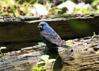 Blue Grosbeak