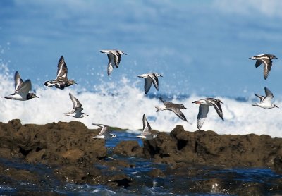 Shore Birds