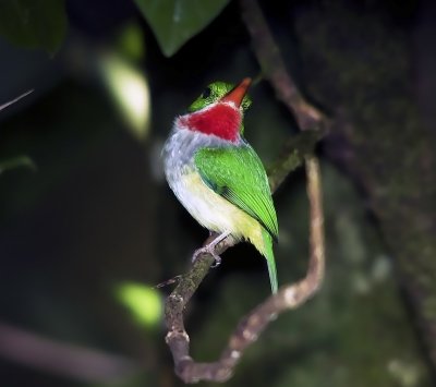 San Pedrito (Puerto Rican Tody)