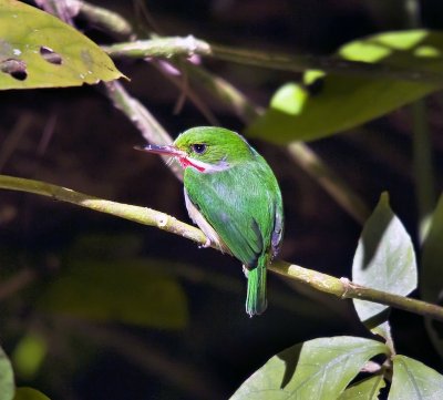 San Pedrito (Puerto Rican Tody)