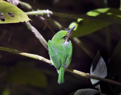 San Pedrito (Puerto Rican Tody)