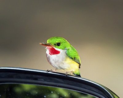 San Pedrito (Puerto Rican Tody)