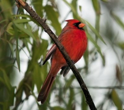 Cardinal (male)