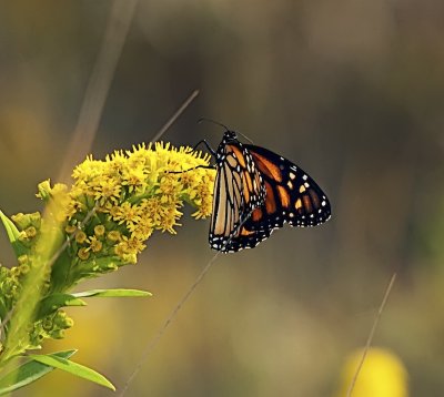 Monarch butterfly