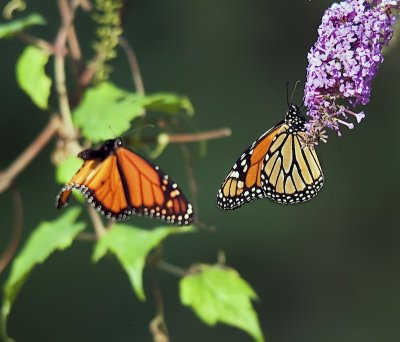 Monarch butterflies