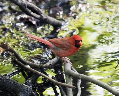 Cardinal (male)