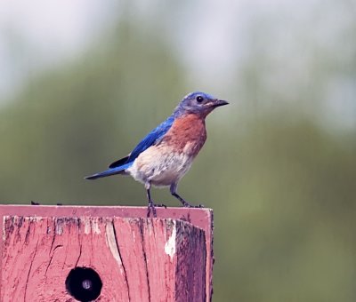 Eastern Bluebird