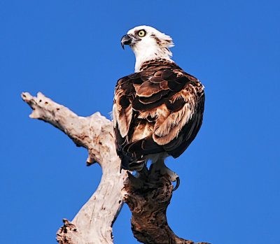 Osprey (Aguila Pescadora)