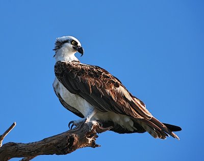 Osprey (Aguila Pescadora)