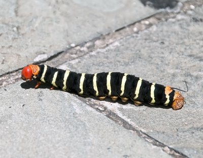 Monarch Caterpillar