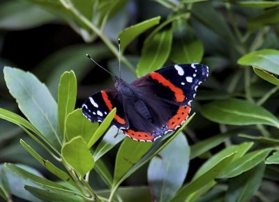 Diana Fritillary Butterfly