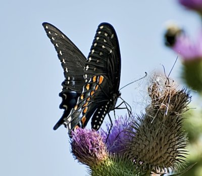 Spicebush Swallowtail