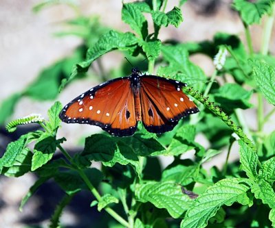 Soldier butterfly