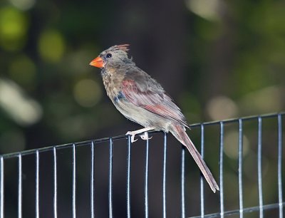 Cardinal (female)