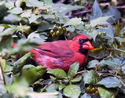 Cardinal (male)