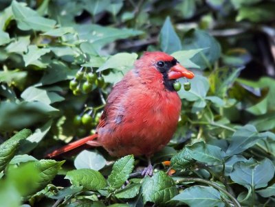 Cardinal (male)