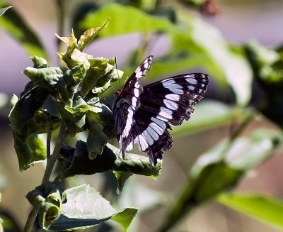 White Admiral Butterfly