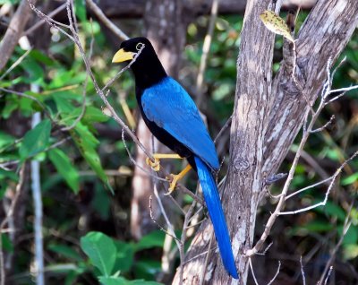 Yucatan Jay