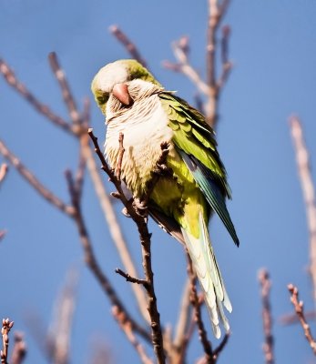 Monk Parrot