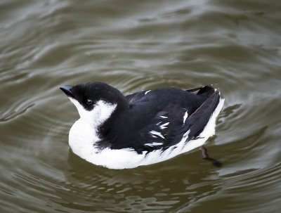 Dovekie