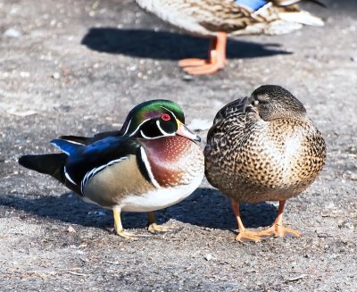 Male Wood Duck and Mallard (female)