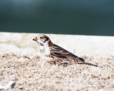 Lapland Longspur