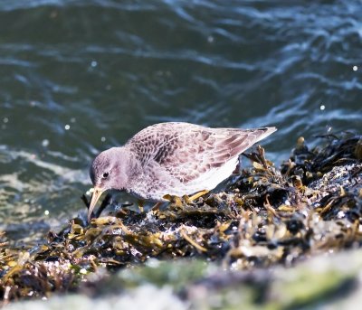 Purple Sandpiper