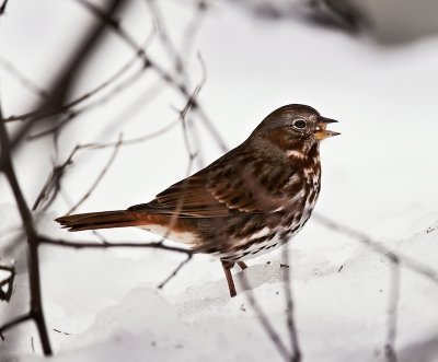 Fox Sparrow