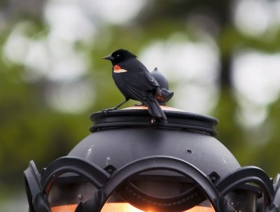 Red-winged Blackbird