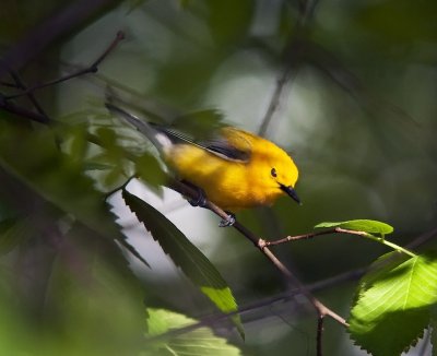 Prothonotary Warbler