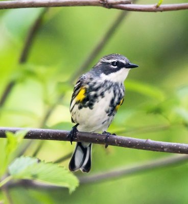 Yellow Rumped Warbler