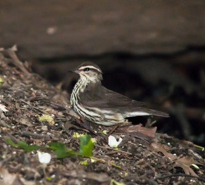 Northern Waterthrush